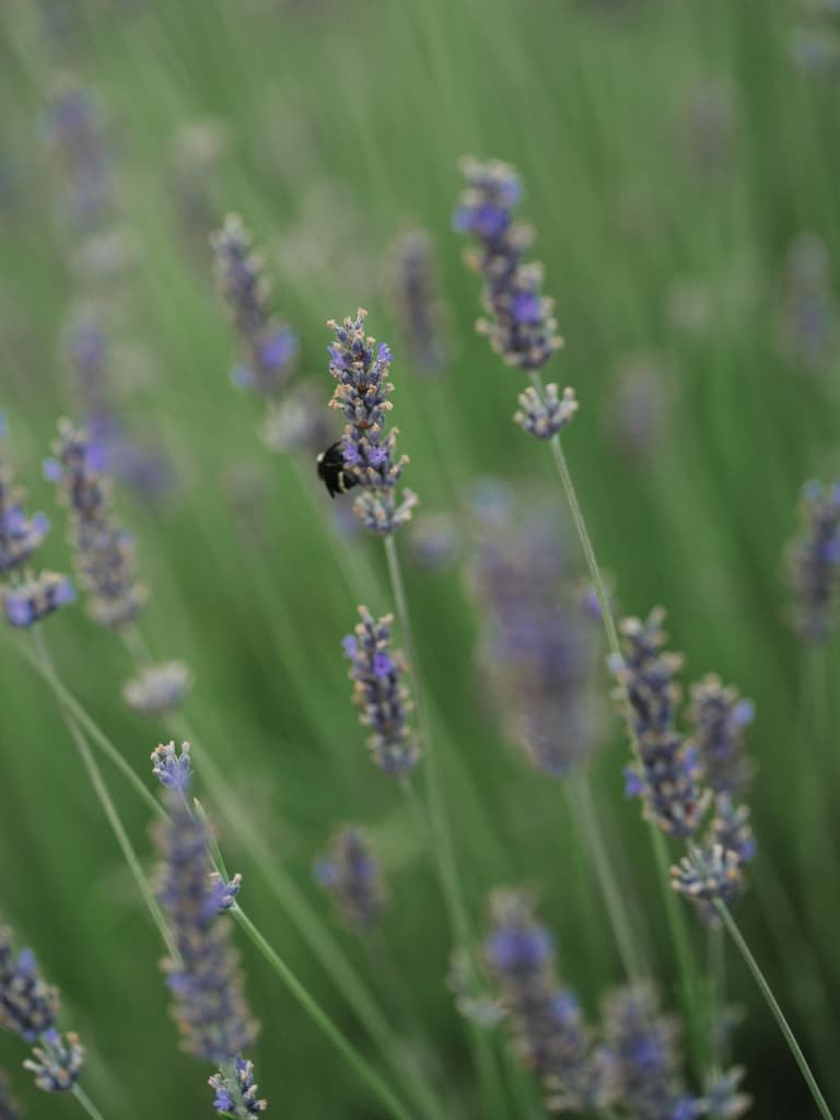 Bumblebee foraging on purple lavender at a Salt Spring Island lavender farm