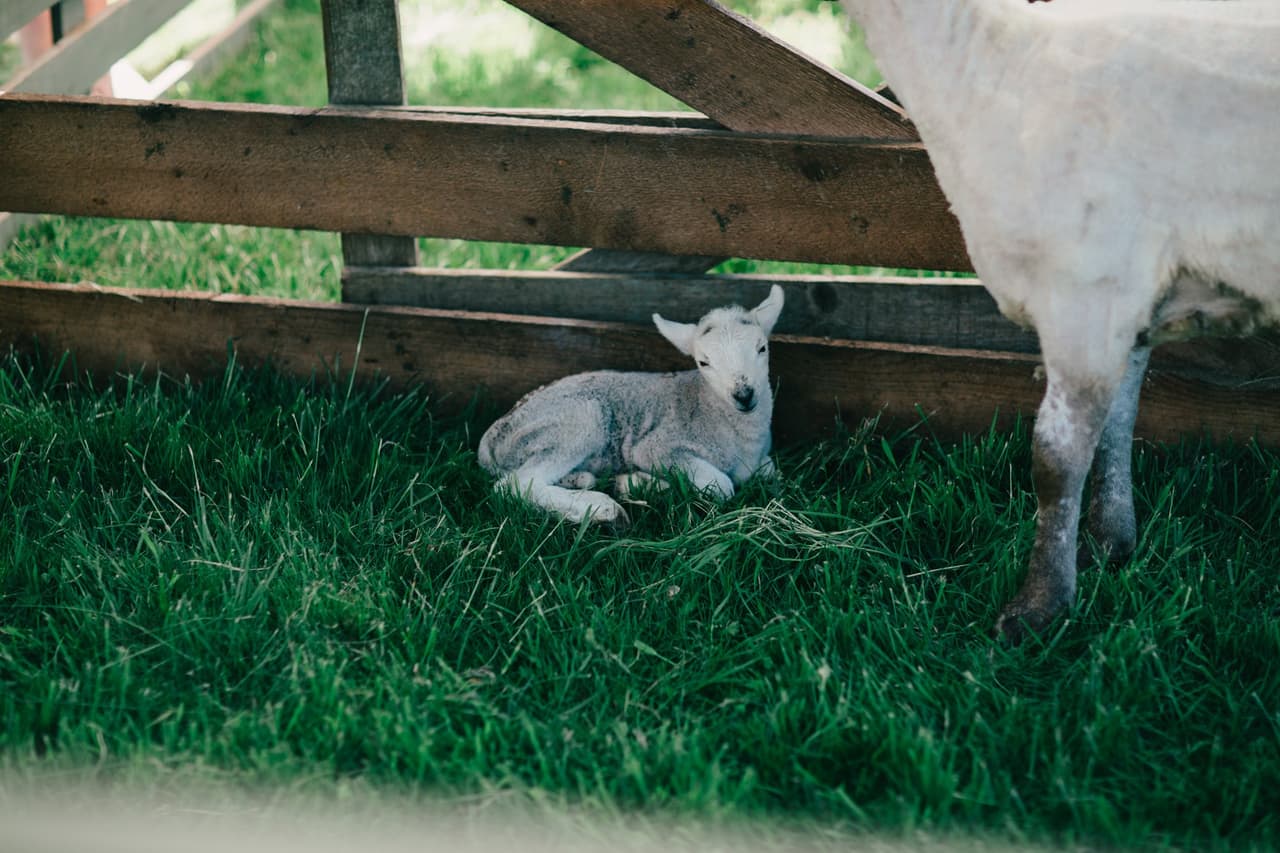 White goat rests in grass beneath weathered wooden fence rails at Ruckle Farm