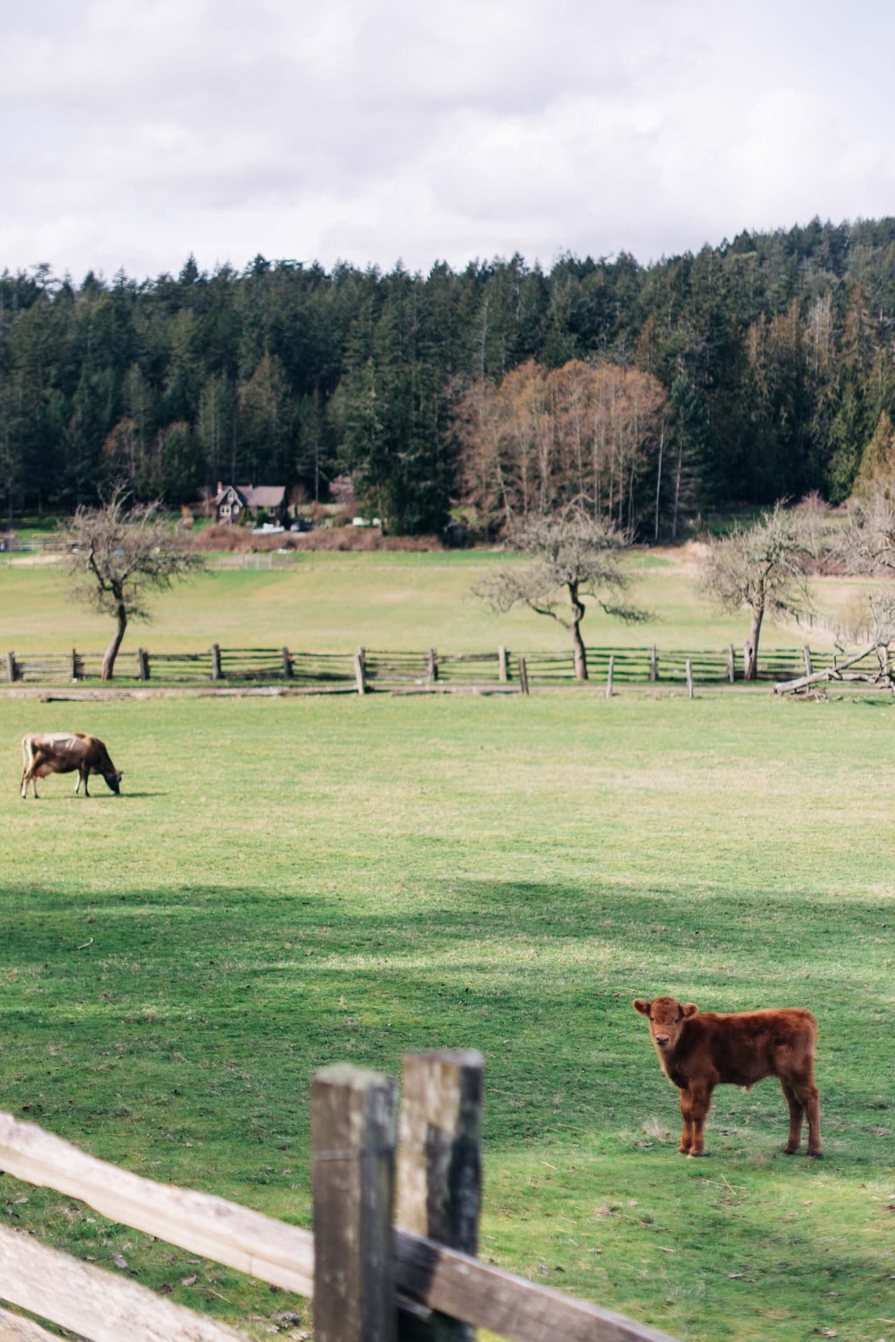 Weathered wooden fence posts frame a green pasture at Ruckle Farm, with coniferous forest and bare deciduous trees beyond